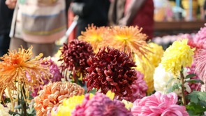 菊香满城游客醉