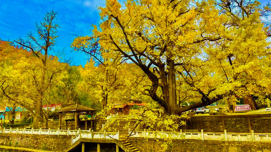 南阳市西峡县：银杏披金绘就乡村美景_fororder_银树沟美景 摄影 胡冬