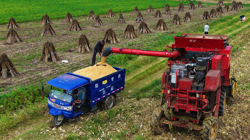南阳市新野县：秋粮抢收忙_fororder_装运玉米.JPG