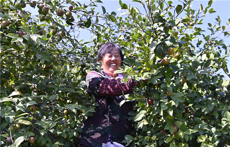 信阳新县：青山变“金山” 油茶喜丰收
