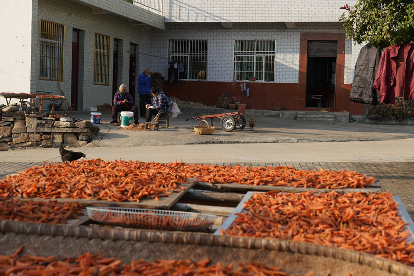 信阳​新县：电商打开新销路 “土特产”变“金招牌”_fororder_正在晾晒的红薯干（曾亚芳 摄）