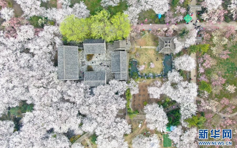 解码县区看发展|河南鄢陵：“一朵花”的百亿产业梦