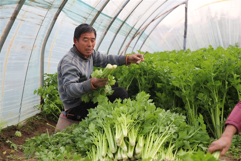 市场承压价格普涨三成以上 河南如何稳住“菜篮子”