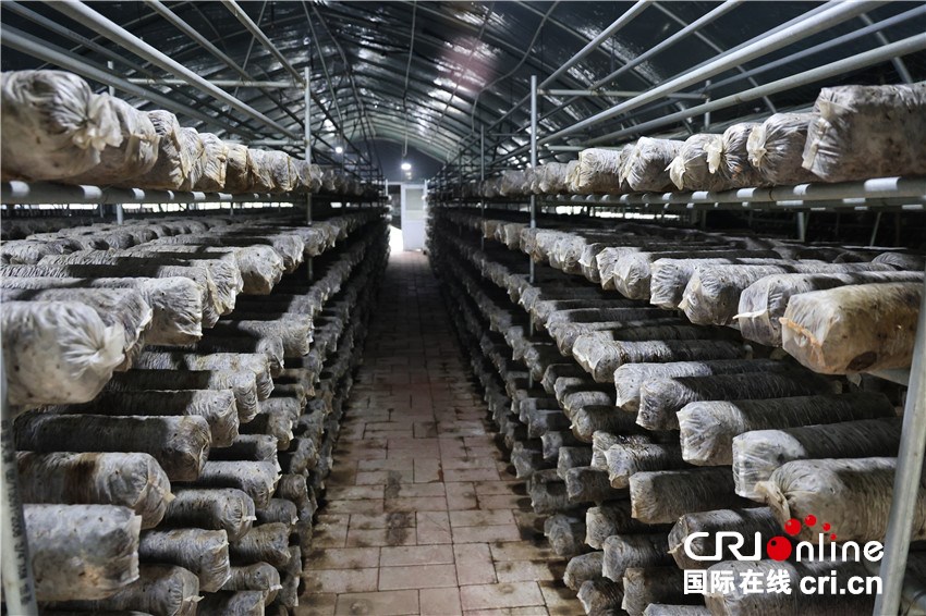 两岸媒体南阳行：探访特色产业 共话乡村振兴新篇章_fororder_微信图片_202510210824071