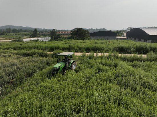 信阳市商城县：艾草青青 乡野“生金”_fororder_机器正在收割艾草 罗玉兰摄