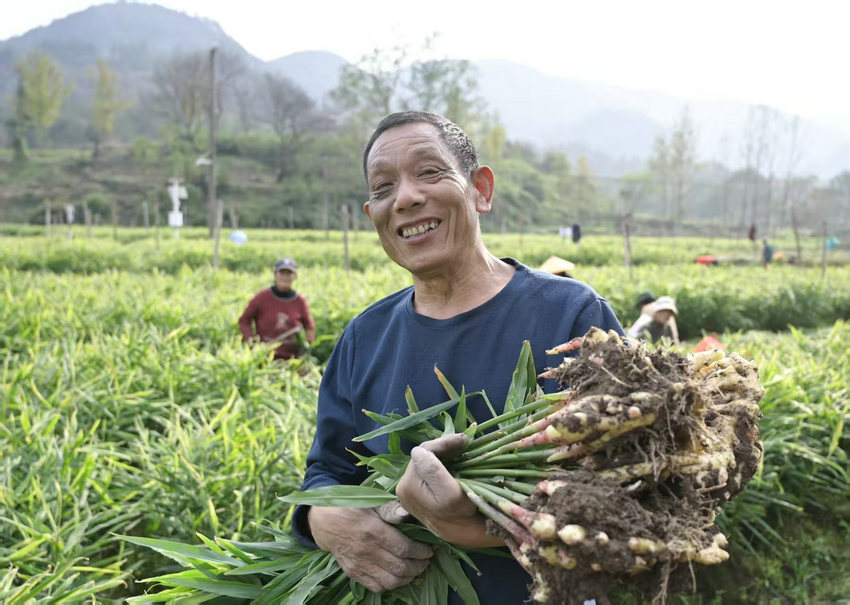 信阳市新县:小黄姜喜获丰收 信阳市新县:小黄姜喜获丰收_fororder_收获的喜悦(焦汉平 摄)