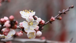 古城春色入画来