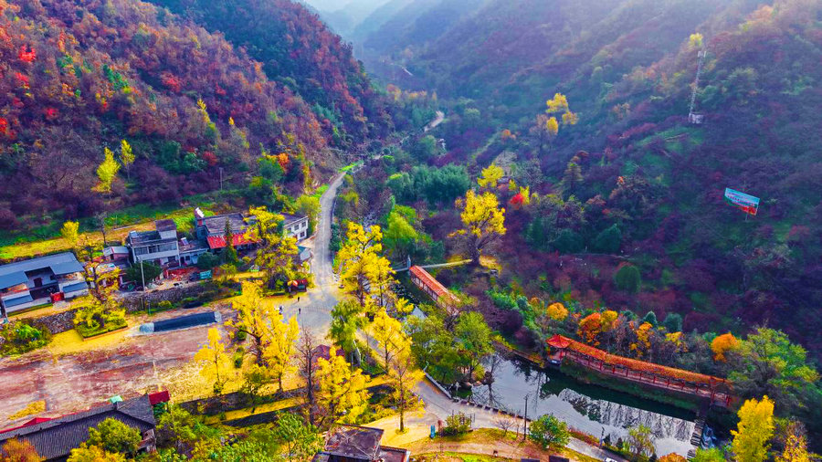 南阳市西峡县：银杏披金绘就乡村美景_fororder_色彩斑斓栗坪村 摄影 胡冬