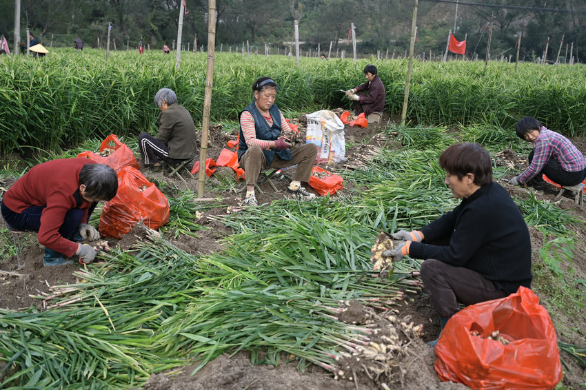 信阳市新县:小黄姜喜获丰收_fororder_采摘小黄姜(焦汉平 摄)