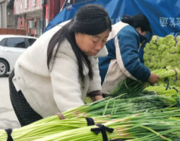 开封市杞县早熟蒜薹喜获丰收