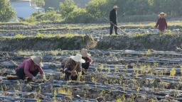 信阳商城：抢抓农时栽菊苗