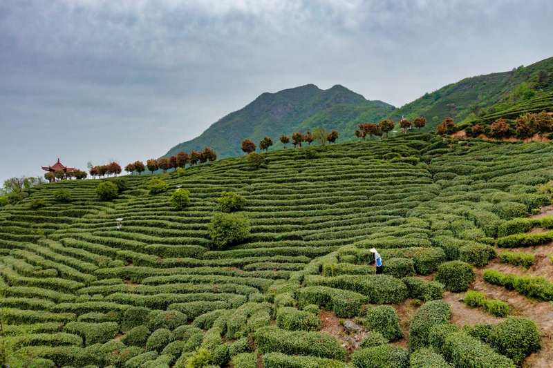 信阳市固始县：多策助茶兴 茶香促振兴_fororder_图片2