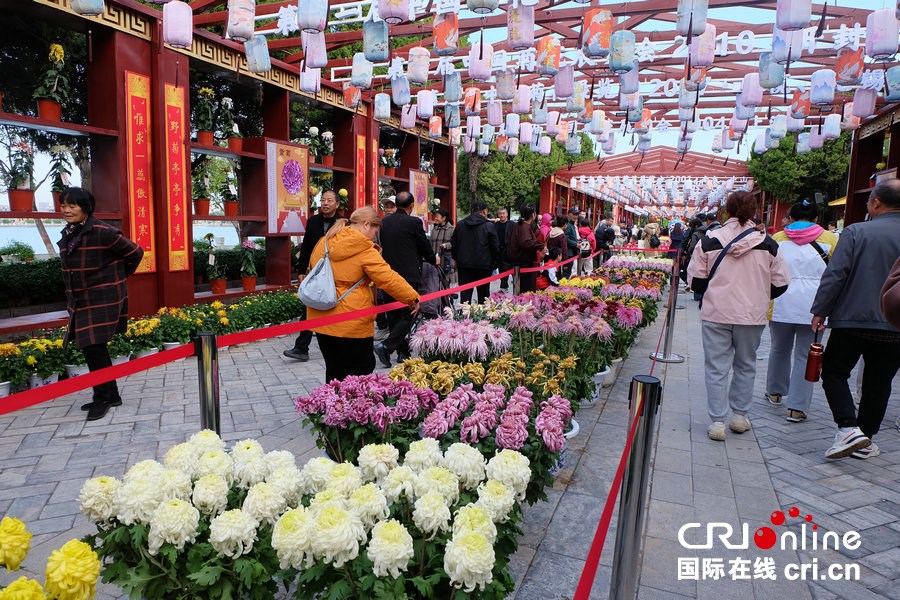 第十五届中国菊花展览会在开封开幕 焕活古都文旅新活力_fororder_DSCF3458.JPG