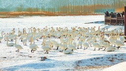 一座城与一群鸟的双向奔赴