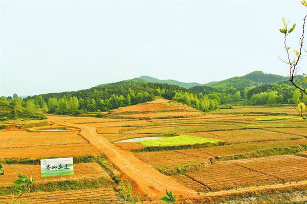 一片茶叶 光山 茶旅融合 青山生金（“两山”理念在河南·一片绿）_fororder_1