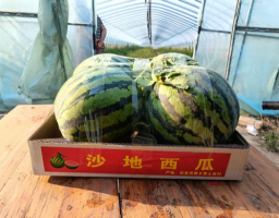 开封杞县沙地西瓜喜获大丰收