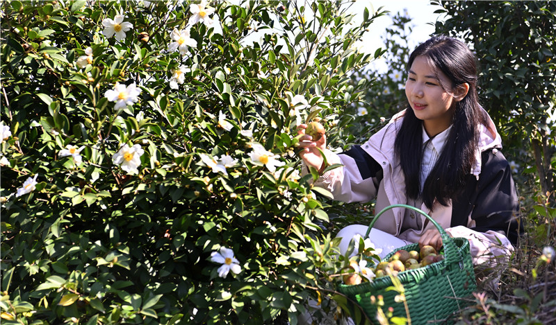 信阳新县：青山变“金山” 油茶喜丰收