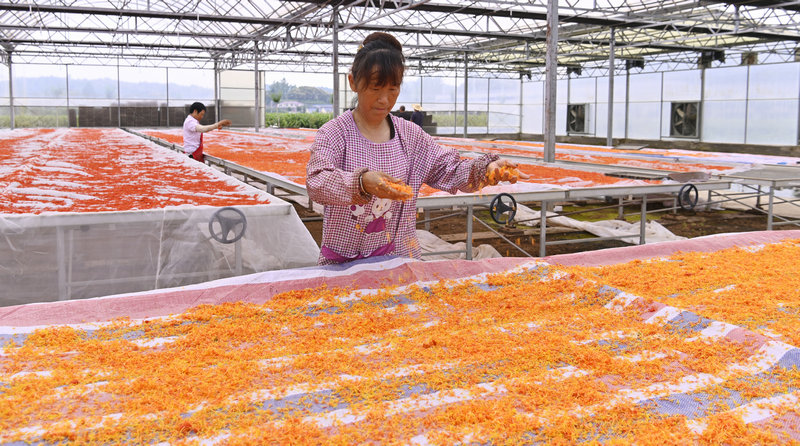 信阳市新县：发展中药材种植 打造致富金“药”匙_fororder_晾晒采收的红花（焦汉平 摄）
