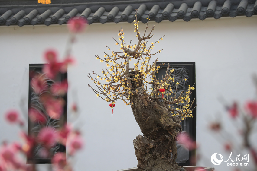 河南鄢陵：二梅花开香九州_fororder_LOCAL17705185971227RXZ1X36UW