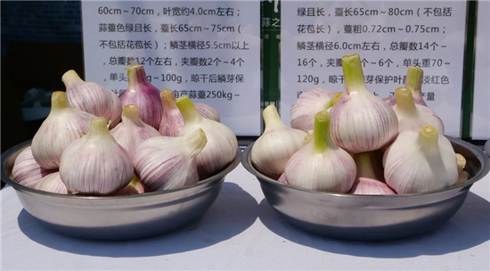 开封杞县大蒜品牌上榜2024年农业品牌精品培育计划名单