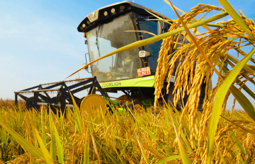 南阳市社旗县：旱稻丰收_fororder_抢收旱稻 摄影 申鸿皓 (2)