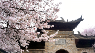 许昌鄢陵：樱花树下油菜黄 春色层叠醉游人