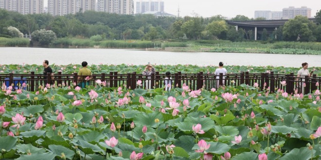 河南开封：雨后赏荷