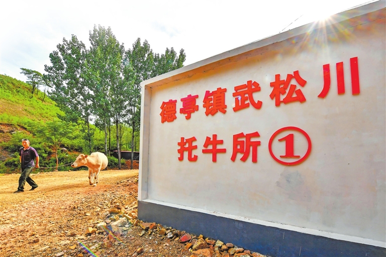育成中国第一个肉牛品种 河南如何继续牛劲十足