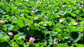 信阳市新县：七月荷风起 满塘夏意浓