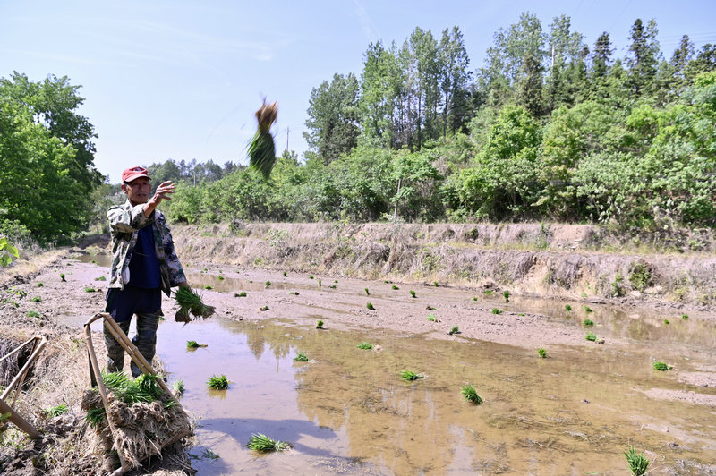 信阳市新县：稻田染新绿 农户插秧忙_fororder_5月7日，在新县陡山河乡胡冲村，农户正往稻田里抛秧苗（焦汉平 摄） (1)