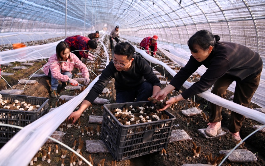 信阳市新县：羊肚菌抢“鲜”上市  绘出春日好“丰”景_fororder_大家一起采摘（焦汉平 摄）