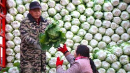 南阳市新野县：鲜蔬满棚迎丰收 村民增收致富忙