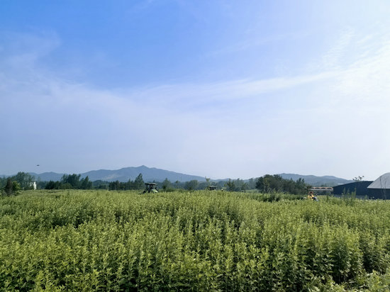 信阳市商城县：艾草青青 乡野“生金”_fororder_艾草长势良好 罗玉兰摄