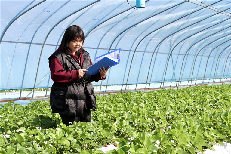 河南如何闯出“莓”好之路——从国产新优品种看草莓产业之变