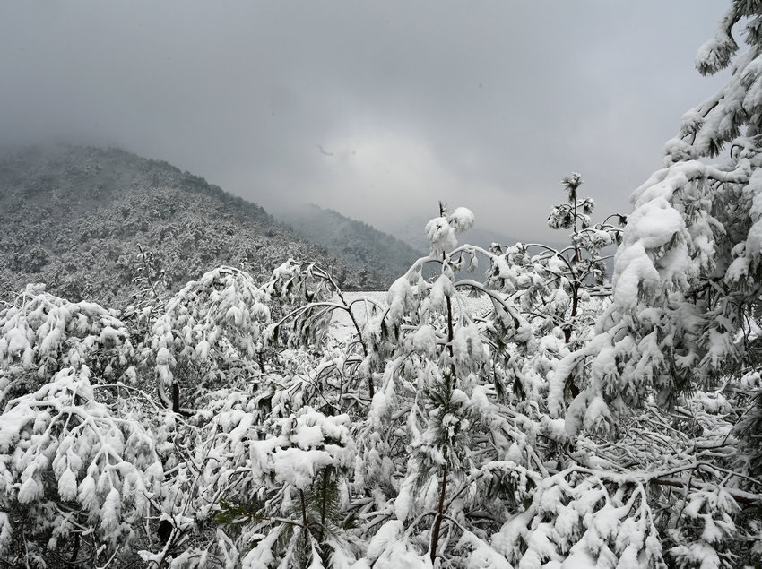 信阳市新县：雪落红城 美如水墨画卷_fororder_雪覆山林（焦汉平 摄）