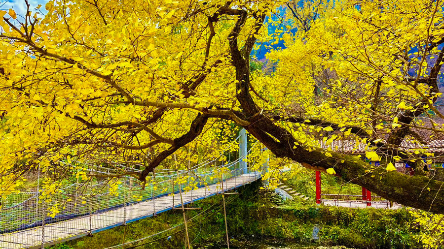 南阳市西峡县：银杏披金绘就乡村美景_fororder_千年银杏树 摄影 胡冬