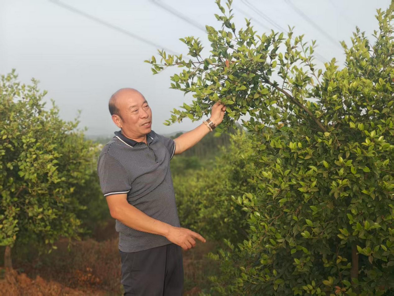 信阳市商城县：科技赋能油茶产业高质量发展_fororder_图片1