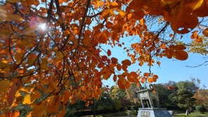 红黄交织美景 河南郑州赏秋正当时