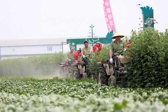 2025第六届道地“南阳艾”采收节暨非遗艾绒天年行动启幕_fororder_图片4