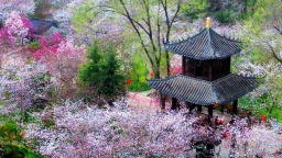 解码县区看发展|河南鄢陵：“一朵花”的百亿产业梦