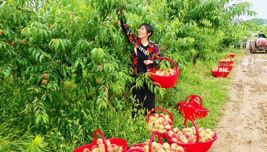 南阳市新野县：甜蜜“桃经济”铺就致富路_fororder_果农采摘鲜桃 摄影 李乐才
