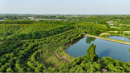 习近平总书记关切事丨让油茶树变成百姓“摇钱树”——把地方特色产业做优做强之三