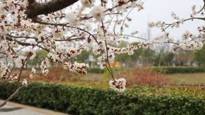 河南开封：春暖花开古城美