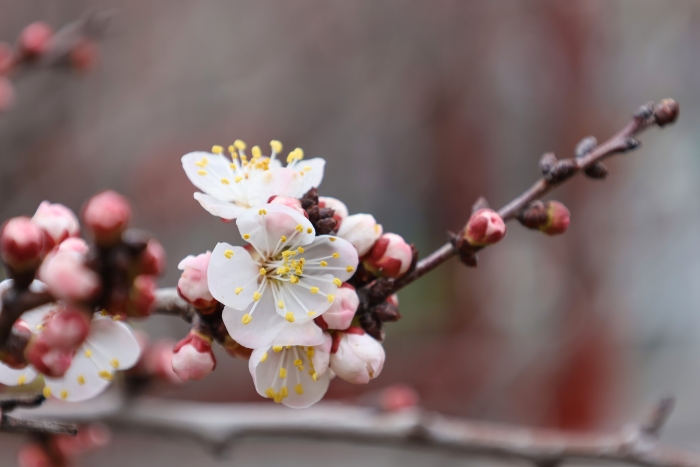 古城春色入画来_fororder_654229_700x700