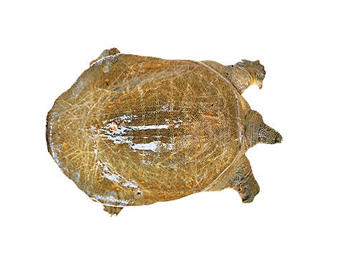 河南如何做好鱼产业