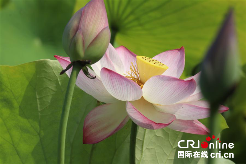河南郑州：暑风拂处荷香远 十里荷花入画屏_fororder_图片4