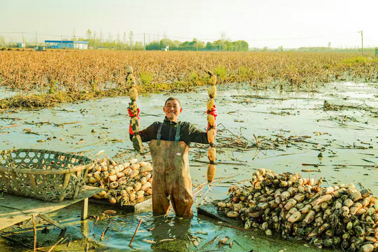 南阳市新野县：莲藕丰收绘就乡村振兴新画卷_fororder_藕农展示新鲜出水的莲藕 摄影 王凯