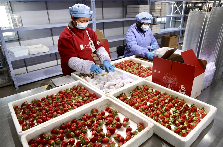 河南如何闯出“莓”好之路——从国产新优品种看草莓产业之变