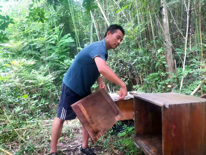 信阳市新县：深山里的“蜂语者”_fororder_吴思红查看蜂箱（ 新县香山湖管理区供图）