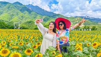 洛阳市栾川县陶湾镇西沟村：油葵花开引客来 农旅融合促振兴